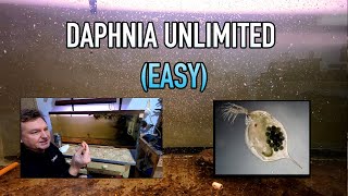 How I Raise Daphnia Water Fleas And You Can Too [upl. by Onstad348]