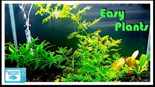 Great Beginner Plants for Your Aquarium [upl. by Donovan]