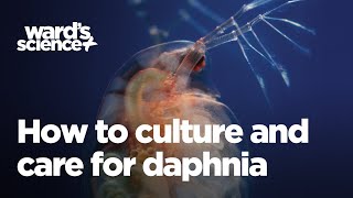 Caring and Culturing for Daphnia [upl. by Aneehsyt]