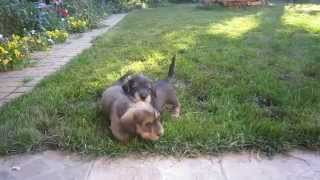 Champion Miniature Wirehaired dachshund puppies for sale [upl. by Acenahs]