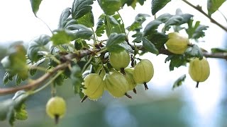 GOOSEBERRIES  HOW TO PLANT AND GROW THEM [upl. by Roche]