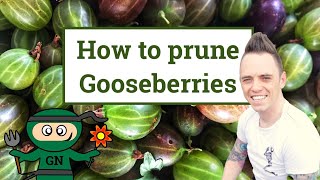 How amp when to prune gooseberries the beginners guide [upl. by Africah793]