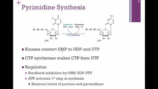 141Pyrimidine Synthesis [upl. by Trainer943]