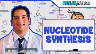 Metabolism  Nucleotide Synthesis  Purine amp Pyrimidine Synthesis [upl. by Butch]