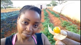 Growing Cape Gooseberries for the 1st time  Superfood [upl. by Selbbep]