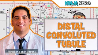 Renal  Distal Convoluted Tubule [upl. by Goldsworthy552]