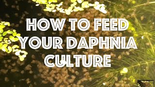 How To Feed Your Daphnia Culture [upl. by Conley214]