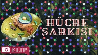 Hücre Organeller Şarkısı [upl. by Martynne]