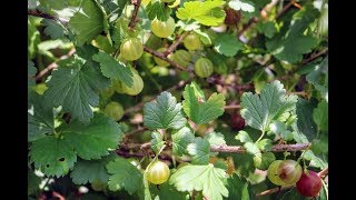 All About the Gooseberry A Wonderful Fruit [upl. by Cirded]