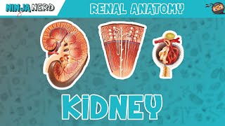 Renal  Kidney Anatomy Model [upl. by Rochkind]