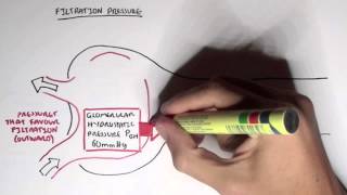 Nephrology  Glomerular Filtration [upl. by Hassett8]