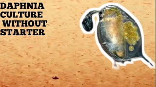 HOW TO CULTURE DAPHNIA NATURALLY WITHOUT A STARTER [upl. by Annaer]