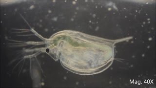 Daphnia magna under the Microscope [upl. by Fee921]