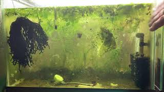 Scuds Daphnia Cherry Shrimp Copepods My aquatic food culture [upl. by Naitsirk909]