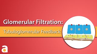 Glomerular Filtration Tubuloglomerular Feedback [upl. by Nett]