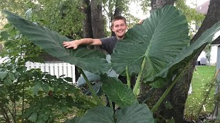 The Secret to Growing Alocasia  The Barefooted Gardener [upl. by Mide988]