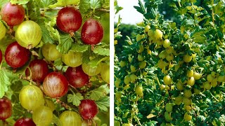 How to Grow Gooseberries Easy Fruit Planting Guide [upl. by Gladwin]