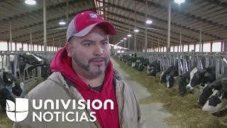 Inmigrante pasa de ordeñar vacas a tener su propia planta lechera en Wisconsin [upl. by Anaiviv403]