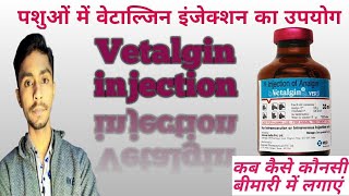 Vetalgin injection of veterinary use in hindi  VETALGIN INJECTION  ANALGIN INJECTION  VETERINARY [upl. by Capriola]