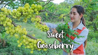 Pick fresh sweet gooseberry for making recipe  Sweet Gooseberry spicy cooking  Fresh fruit [upl. by Atiekal450]