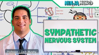 Neurology  Sympathetic Nervous System [upl. by Eoz683]