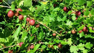 5 Reasons to Grow Gooseberries [upl. by Lib]