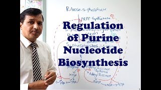 Purine Synthesis Regulation [upl. by Ahsla]