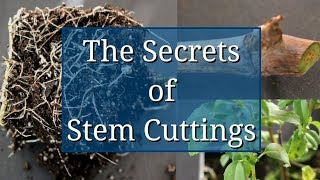 The Secrets of Stem Cuttings Propagation [upl. by Ardnahc]