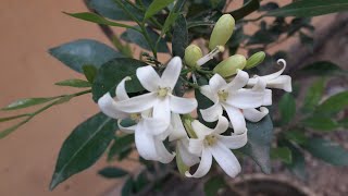 മരമുല്ല പരിപാലനം Orange jasmineMurraya paniculata plant care in malayalam [upl. by Whale]