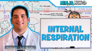 Respiratory  Internal Respiration [upl. by Eelyr384]