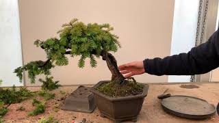 Shaping a Yew Bonsai [upl. by Wehtam492]