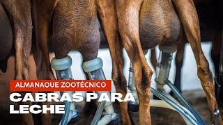 CABRAS PRODUCTORAS DE LECHE [upl. by Atlanta]