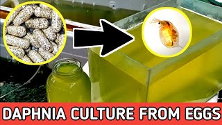 HOW TO HATCH DAPHNIA EGGS  HOW TO CULTURE DAPHNIA [upl. by Wallinga]