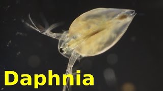 Daphnia [upl. by Adnofal448]