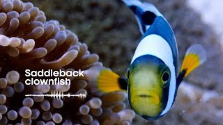 Fish Sounds Do fish talk to each other  BBC Earth Explore [upl. by Nosremaj]