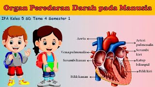 Organ Peredaran Darah pada Manusia  Sistem Peredaran Darah pada Manusia IPA Kelas 5 SD  Tema 4 [upl. by Lanti]