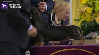 Dachshunds Wirehaired  Breed Judging 2020 [upl. by Liborio]