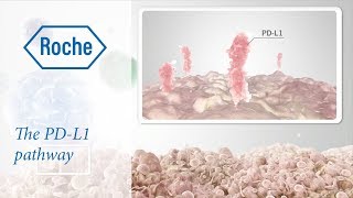 Cancer immunotherapy  The PDL1 pathway [upl. by Lamar435]