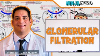 Renal  Glomerular Filtration [upl. by Seidnac]