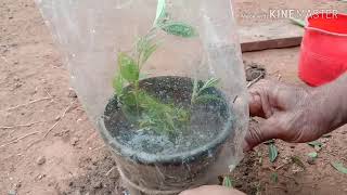 How to plant melastoma plants in our home [upl. by Lessirg]