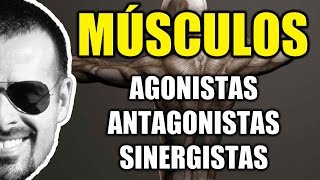 Músculos Agonistas Antagonistas e Sinergistas  Sistema Muscular  Cinesiologia  VideoAula 095 [upl. by Kolodgie]