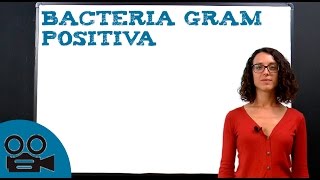 Bacteria Gram Positiva [upl. by Atwater]