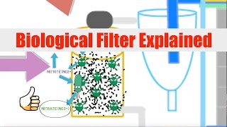 Biological Filtration Explained  Ask The Aquaponics God [upl. by Dincolo]