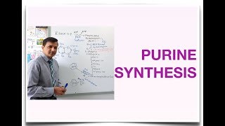 Purine Synthesis De Novo Purine Synthesis [upl. by Aniri83]