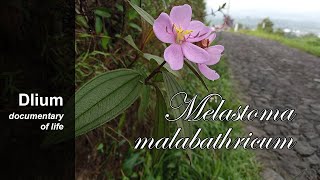 Malabar melastome Melastoma malabathricum  part 2 [upl. by Leona]