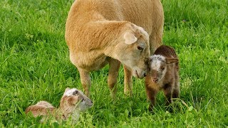 Katahdin Hair Sheep  Easy Care Lamb [upl. by Wanda]