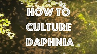 How To Culture Daphnia Magna [upl. by Bernadina]