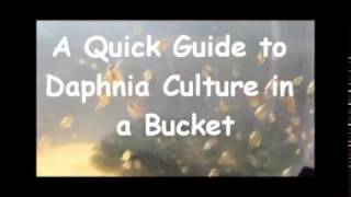 How to culture daphnia outside [upl. by Nimajneb]