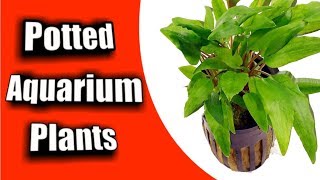 Simple Guide to Planting a NEW quotPotted Aquarium Plantquot [upl. by Lizabeth272]