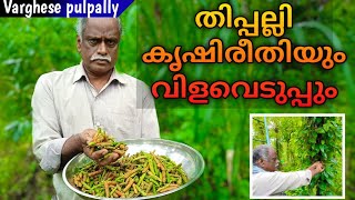 തിപ്പല്ലി കൃഷി  Thippali Krishi Malayalam  Thippali Plant Malayalam  Thippali Uses In Malayalam [upl. by Aivan]